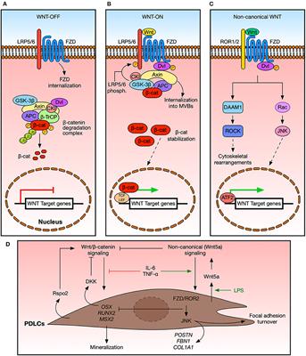 Wnt Signaling in Periodontal Disease